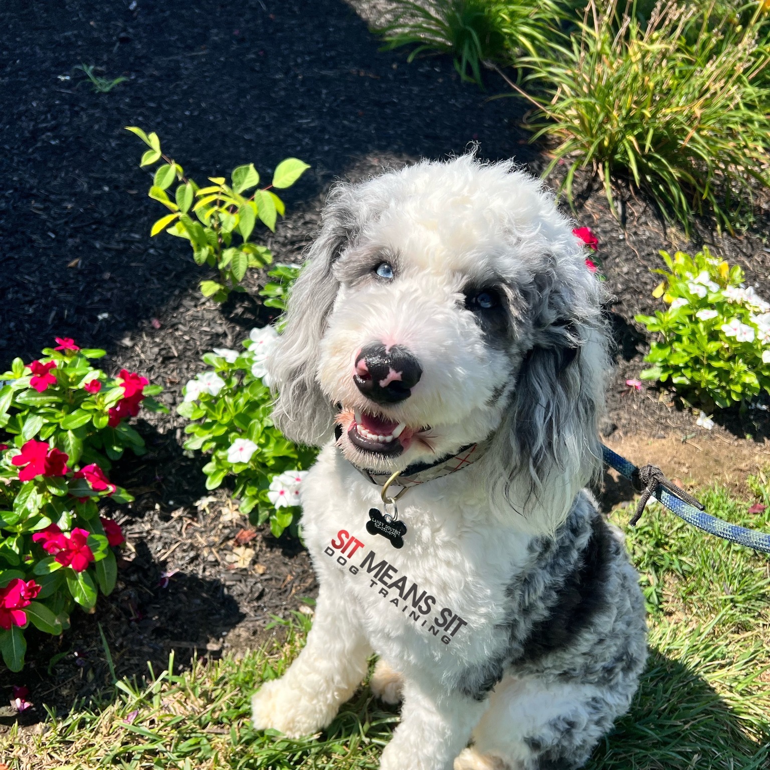 dog sitting in front of flowers