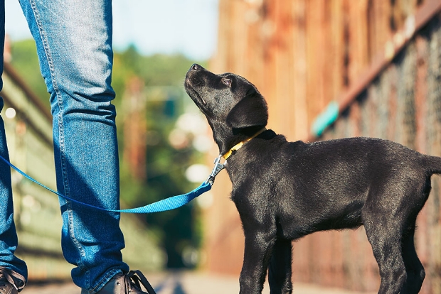 puppy-training