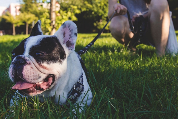 dog-day-training
