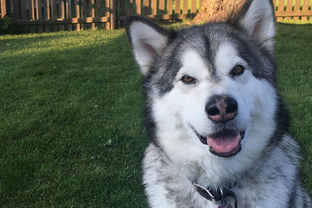 huski-dog